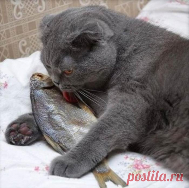 Рыбка моя, я твой котик!