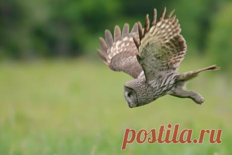 Летящая бородатая неясыть (Strix nebulosa) - Фотогалерея природы: Хищные птицы и совы - Focus nature nature photography