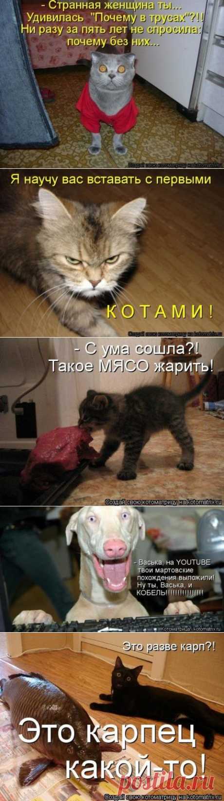 Котоматрица и не только... / Болталка / Юмор