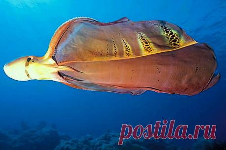 Как быть, если твой муж меньше тебя в 10 000 раз. Жестокая интимная жизнь живого морского одеяла | Планетяне | Дзен