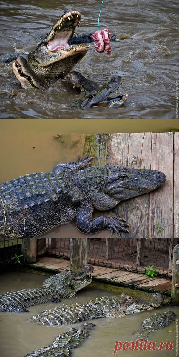 Как выращивают аллигаторов | Уши, лапы, хвост