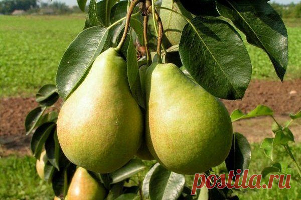 Груша Просто Мария: описание сорта с фото, отзывы, особенности выращивания В статье рассмотрены внешние и вкусовые характеристики сорта груши Просто Мария. Отмечены плюсы и минусы . Дана пошаговая инструкция посадки и процедуры ухода. Отзывы садоводов.
