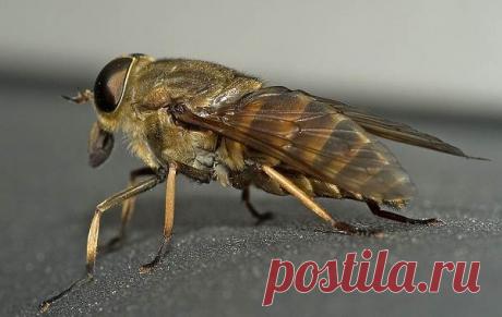 Новый "Овод"