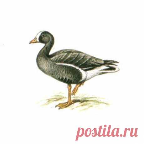 Исчезающие птицы: Пискулька Исчезающие птицы, Пискулька