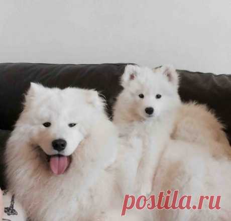 20 фотографий самоедов, оставивших следы лап на наших сердцах . Тут забавно !!!