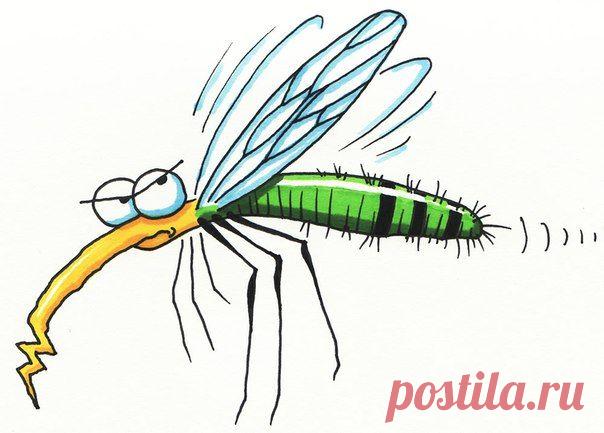 СРЕДСТВО ОТ КОМАРОВ / Популярная медицина