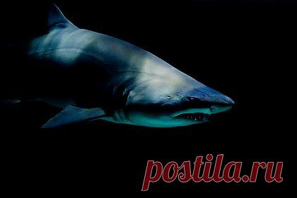 Трехметровая акула-людоед напала на мужчин на месте съемок фильма «Челюсти». В США двое мужчин, занимавшиеся сапсерфингом, пережили атаку трехметровой белой акулы и остались невредимы. По словам одного из серферов, Рэя Траутса, он стоял на доске, когда заметил хищную рыбу. Акула плыла рядом с двоюродным братом мужчины, Питом Эмондом, который тоже занимался сапсерфингом.