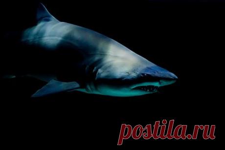 Трехметровая акула-людоед напала на мужчин на месте съемок фильма «Челюсти». В США двое мужчин, занимавшиеся сапсерфингом, пережили атаку трехметровой белой акулы и остались невредимы. По словам одного из серферов, Рэя Траутса, он стоял на доске, когда заметил хищную рыбу. Акула плыла рядом с двоюродным братом мужчины, Питом Эмондом, который тоже занимался сапсерфингом.