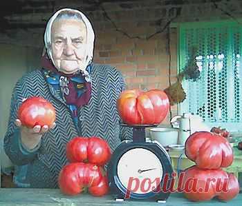 Помидоры БОЛЬШЕ КИЛЛОГРАММА!!!