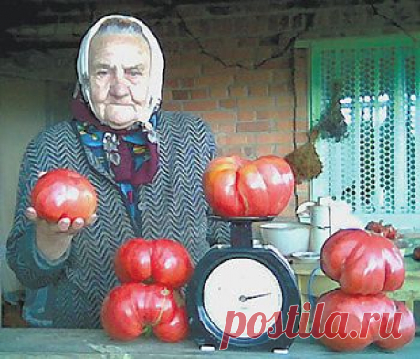 Помидоры БОЛЬШЕ КИЛЛОГРАММА!!!