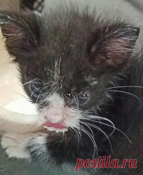 Спасение котёнка Как-то ненастным осенним днём мужчина, работающий в своём домашнем офисе услышал доносящееся из-за окна громкое мяуканье, которое не прекращалось довольно длительное время.