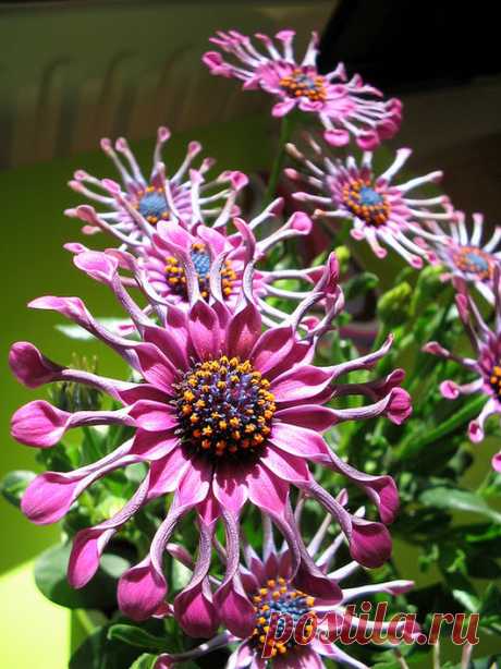 Flowers – Google+