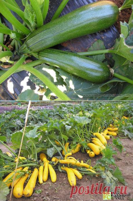 Выращивание кабачков в открытом грунте.