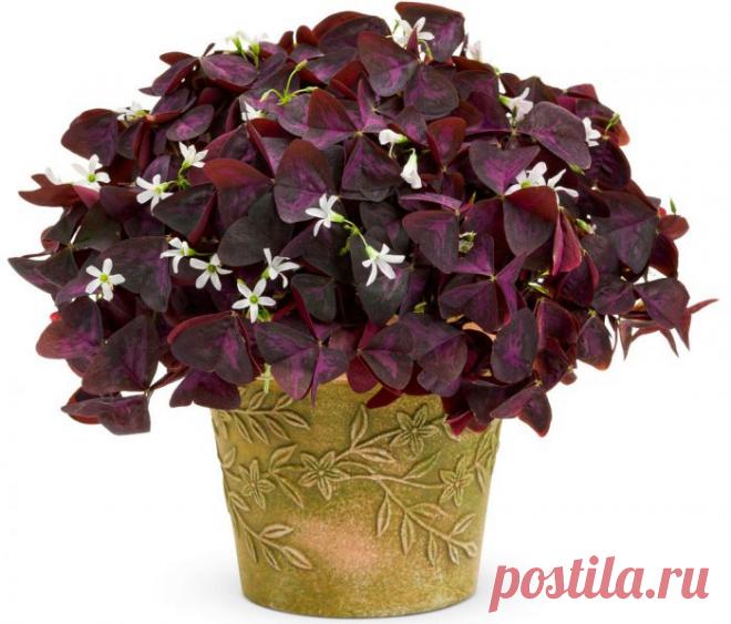 Кислица (Оксалис)