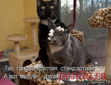 Человек стесняется, когда боится, что о нем подумают, будто бы он лучше, чем есть.