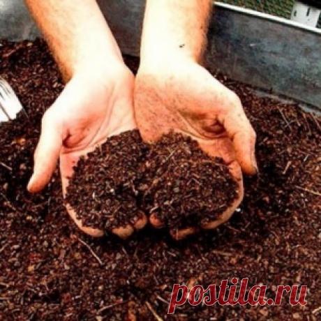 Сорта овощей для выращивания в контейнерах - МирТесен