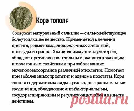 Кора тополя - лечебные свойства