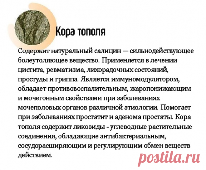 Кора тополя - лечебные свойства