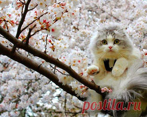 (1) Одноклассники