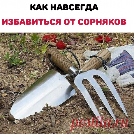 Если вы 18 июня до часу дня удалите с огорода все сорняки, они больше не вырастут. Когда я впервые прочитала об этом в одной старинной книжке, сразу решилась на эксперимент — выбрала часть участка и до обозначенного срока уничтожила на нём все сорняки. 
В этот же год удостоверилась — сорняки росли везде, а на опытной делянке — ни одного! Можно только удивляться, но 18 июня — для огородников особый день в году. 
Я его использую всегда, и на моём участке не бывает сорняков!
