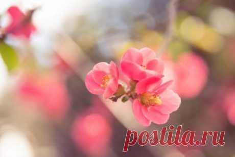 Тест: Кто ты из сериала «Секс в большом городе»?