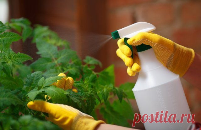 Почему у рассады томатов желтеют, сохнут и скручиваются листья