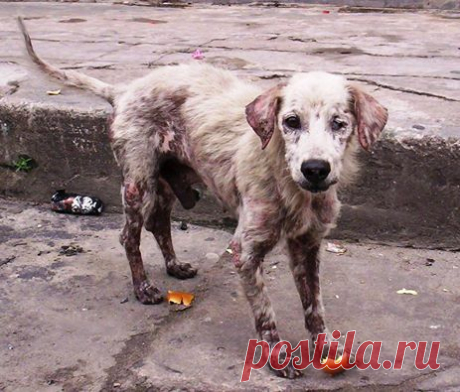Ты только не пройди сегодня, мимо того,кто пал без сил… | Все о наших питомцах