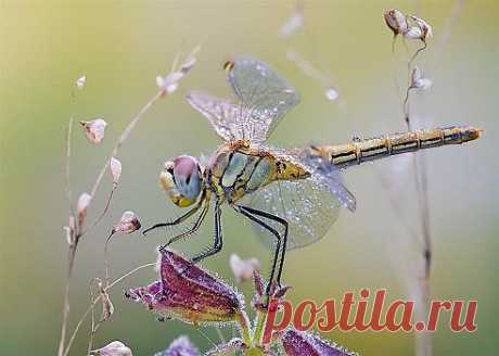 Стрекоза