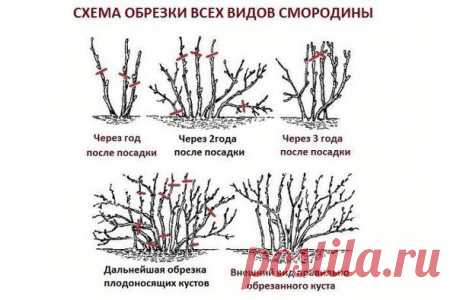 Моя дача | Идеи, советы, огород, сад.