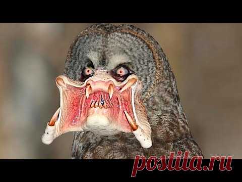 Самые Странные Животные, Обнаруженные в Чернобыле