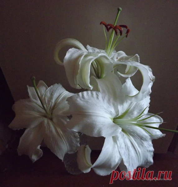 Лилии для Рыб | Астропропаганда | Яндекс Дзен
Автор статьи: астролог Нина Стрелкова. Белым лилиям древние греки и римляне приписывали божественное происхождение. Якобы возникли эти цветы из капель молока Геры (Юноны) – жены главного бога Зевса (он же Юпитер). Богиня кормила ребенка, и несколько капель молока упали на землю и стали цветами. Лилию посвящали также девственной античной богине Диане (Артемиде). Обожествляли лилию и в дальнейшем. Христиане видели в ней символ чистоты и посвящали...