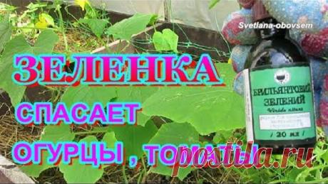 ЗЕЛЕНКА для ОГОРОДА..ЗЕЛЕНКА -СПАСЕТ ТОМАТЫ ,ОГУРЦЫ,КЛУБНИКУ ...