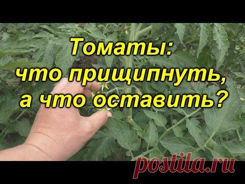 Формировка томатов - что прищипнуть, а что оставить? Как повысить урожай в ДВА раза?