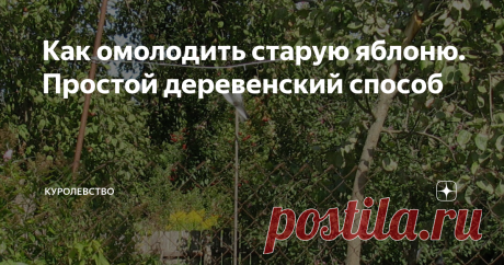 Как омолодить старую яблоню. Простой деревенский способ
