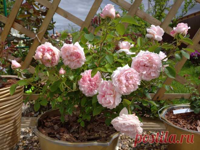 БАКОВАЯ СМЕСЬ №3 для ОБРАБОТКИ РОЗ🌹 | Цветочная Рапсодия | Яндекс Дзен