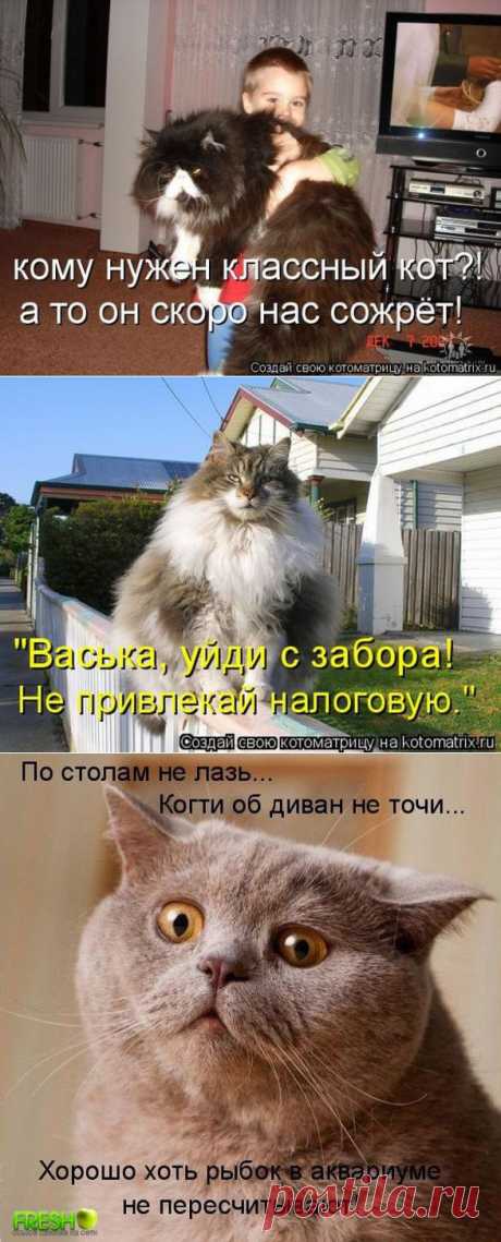 Котик-обжора