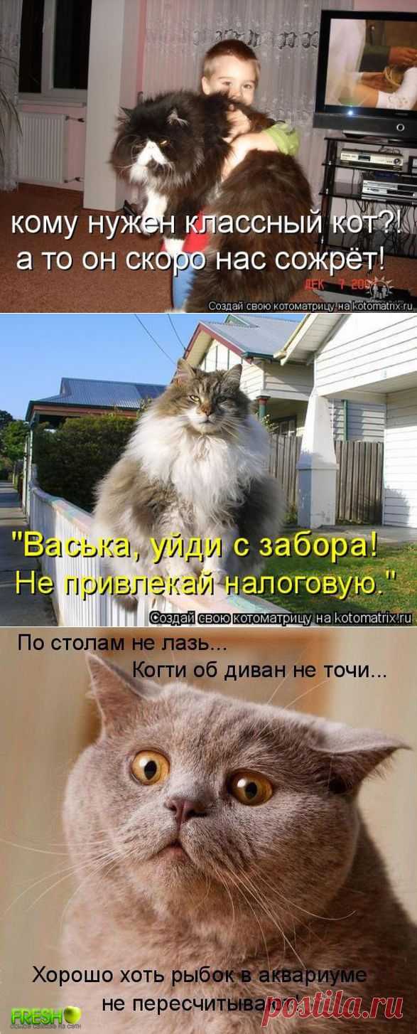 Котик-обжора