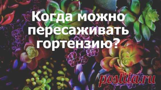 Пересаживаем гортензию осенью. Мои цветы. Мой опыт. - Яндекс.Видео