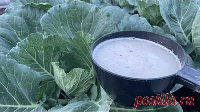 КАПУСТА БУДЕТ ОГРОМНОЙ, сделайте 4 ВАЖНЫЕ ПОДКОРМКИ!