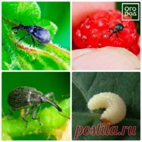 21 необычный способ применения березового дегтя в саду и огороде | Болезни и вредители (Огород.ru)