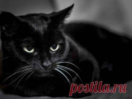 Как окрас шерсти вашей кошки влияет на вашу судьбу? Человек не случайно приобретает себе в питомцы кошку определенного окраса. Он опирается на свои симпатии или же с ним приключается какая-то странная ситуация, которая приводит его к обретению нового друга. Эзотерики считают, что кошки приходят