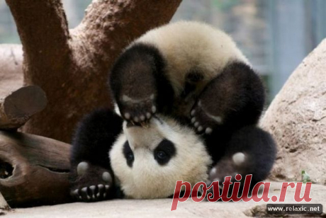 Большая панда скрывается от любопытных глаз в восточных Гималаях. Живёт она в непроходимых бамбуковых лесах. Местные жители называют её &quot;бей-шук&quot; - белый медведь