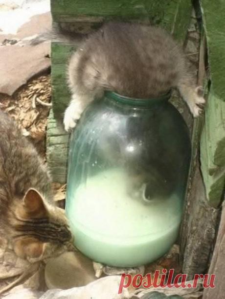 Голод не тетка