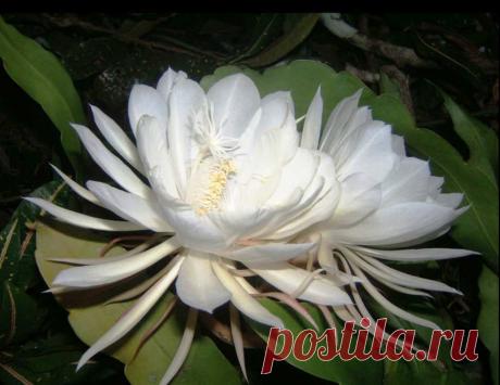 Неуловимый Кадупуллус Кадупуллус – это удивительный цветок небесной красоты и тонким ароматом. Его даже можно назвать чудом природы! И на это есть достаточно много причин...