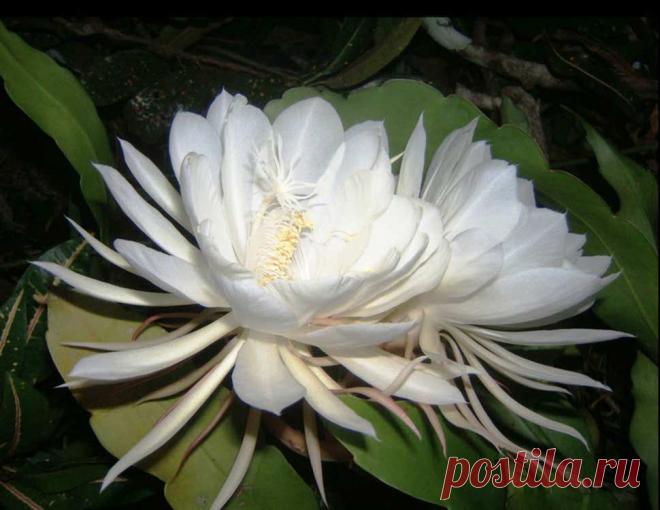 Неуловимый Кадупуллус Кадупуллус – это удивительный цветок небесной красоты и тонким ароматом. Его даже можно назвать чудом природы! И на это есть достаточно много причин...