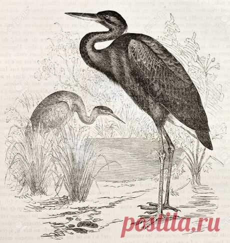 Goliath Heron Old Illustration (Ardea Goliath). Created By Kretschmer,.. Stock Photo, Picture And Royalty Free Image. Image 15005078.