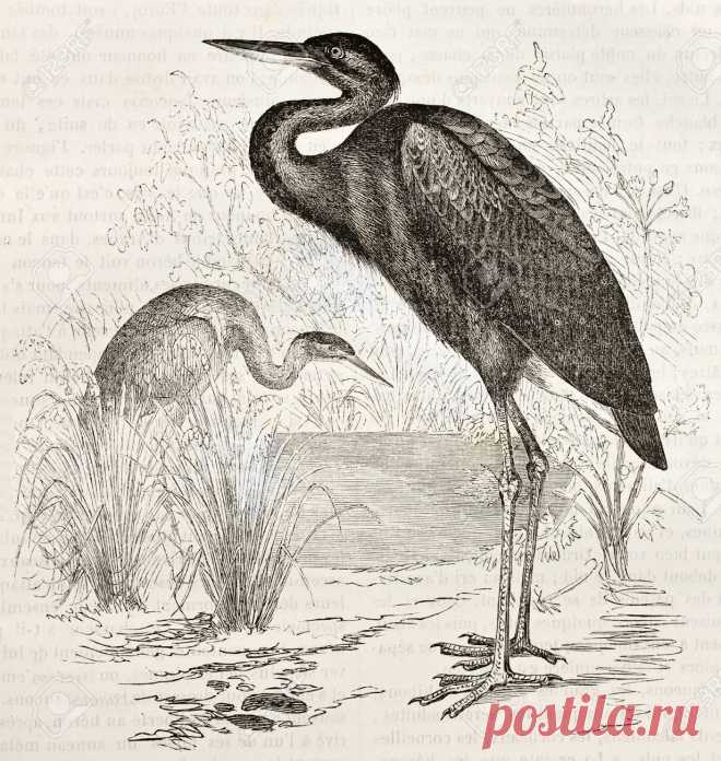 Goliath Heron Old Illustration (Ardea Goliath). Created By Kretschmer,.. Stock Photo, Picture And Royalty Free Image. Image 15005078.