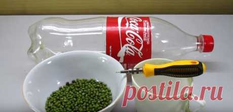 Выращивание ростков бобовых в пластиковой бутылке
