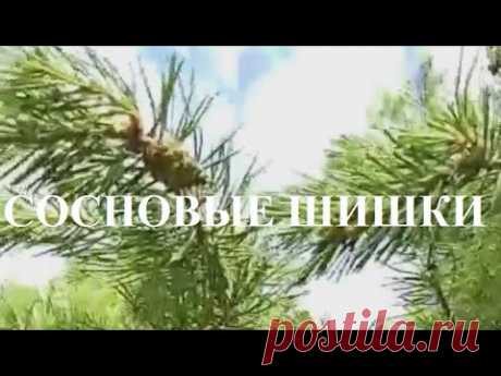 Собираем сосновые Шишки в лесу