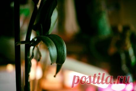 Отделяем детку от фаленопсиса. | Ярина Яриловец и ее орхидеи. | Яндекс Дзен